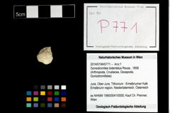 Foto (Objekt + Etikett) von Goniodromites bidentatus (Reuss, 1858)  (NHMW-GEO-2014-0194-0771)